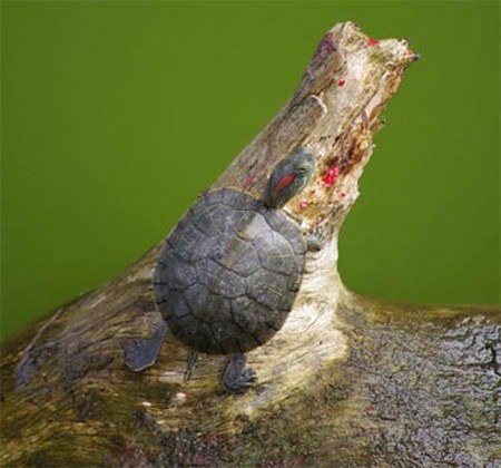 Hà Nội: Xử lý triệt để rùa tai đỏ ở hồ Hoàn Kiếm - 1 Hà Nội: Xử lý triệt để rùa tai đỏ ở hồ Hoàn Kiếm - 1