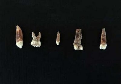 Phát hiện chiếc răng người 400.000 năm tuổi - 2 Phát hiện chiếc răng người 400.000 năm tuổi - 2