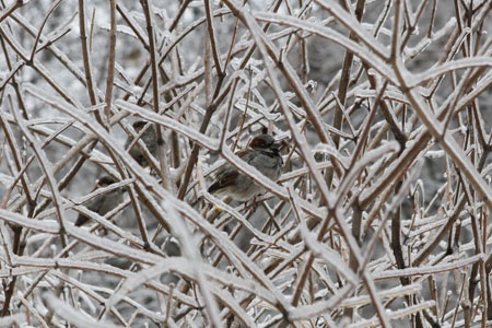 Chùm ảnh: Băng tuyết bao phủ Matx-cơ-va - 13