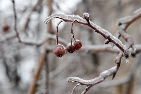 Chùm ảnh: Băng tuyết bao phủ Matx-cơ-va - 5