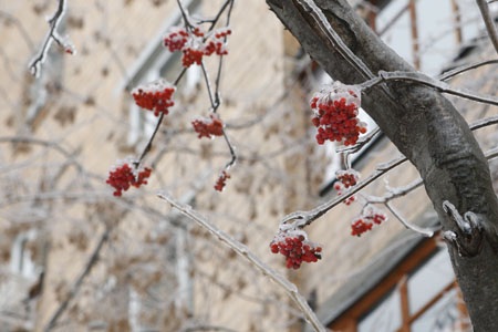 Chùm ảnh: Băng tuyết bao phủ Matx-cơ-va - 7