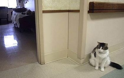 Những “đệ nhất” chuyện kỳ quặc năm 2010 - 9