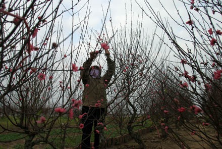 Vườn đào Hà Nội vào Xuân - 5