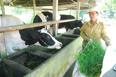 Giàu lên từ bò sữa - 1