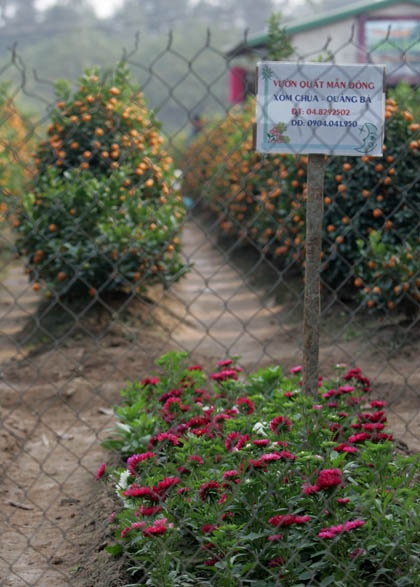 Vườn đào Hà Nội vào Xuân - 8