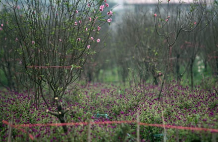 Vườn đào Hà Nội vào Xuân - 1