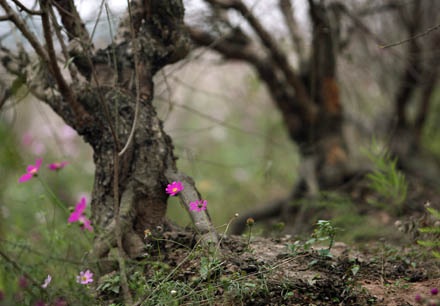 Vườn đào Hà Nội vào Xuân - 3