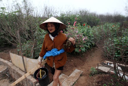 Vườn đào Hà Nội vào Xuân - 2