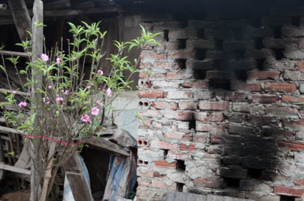 Vườn đào Hà Nội vào Xuân - 7