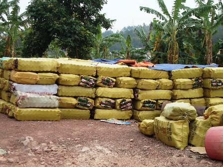 Dùng vỏ chai bia làm bờ rào - 6