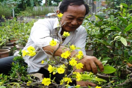 Chủ vườn mai lo lắng vì đợt triều cường đầu năm - 1