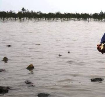 1 người chết, 4 người bị thương vì tranh chấp bãi ngao - 1 1 người chết, 4 người bị thương vì tranh chấp bãi ngao - 1