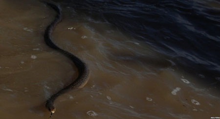 Vào vùng “tâm lụt” ở Australia - 10 Vào vùng “tâm lụt” ở Australia - 10