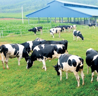 Thăm trang trại bò sửa kiểu mẫu - 1