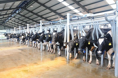 Thăm trang trại bò sửa kiểu mẫu - 2