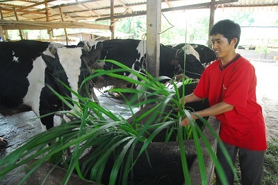 Nuôi bò sữa - Một hướng đi cho thanh niên nông thôn - 1