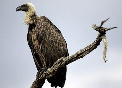 Chim kền kền làm “gián điệp”  - 1