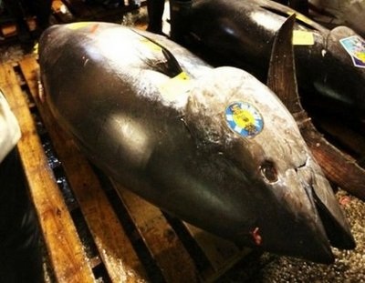 Cá ngừ khổng lồ phá kỷ lục về giá tại Tokyo - 1 Cá ngừ khổng lồ phá kỷ lục về giá tại Tokyo - 1