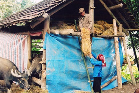 Tránh rét đậm, rét hại cho trâu bò, cây trồng thế nào? - 1