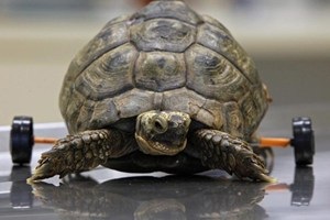 Lắp bánh xe cho rùa - 1