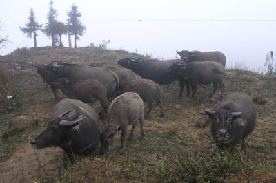 Rét đậm kéo dài, vùng núi có nơi xuống -1 độC - 2 Rét đậm kéo dài, vùng núi có nơi xuống -1 độC - 2