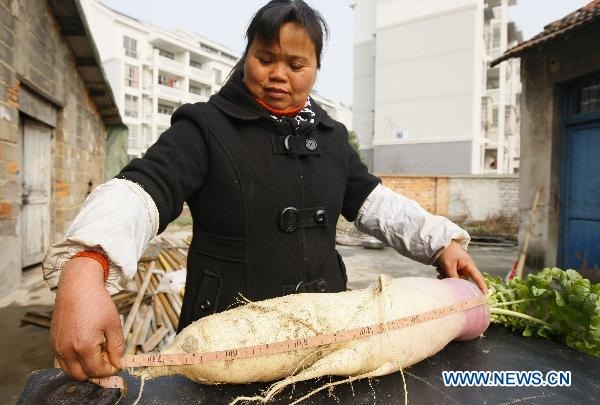 Củ cải khổng lồ - 1 Củ cải khổng lồ - 1