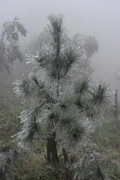 Băng tuyết lại xuất hiện trên Mẫu Sơn - 2 Băng tuyết lại xuất hiện trên Mẫu Sơn - 2