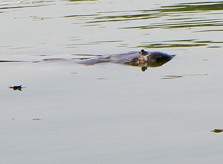 Video: Cứu cụ Rùa hồ Gươm là việc phải làm ngay - 2 Video: Cứu cụ Rùa hồ Gươm là việc phải làm ngay - 2