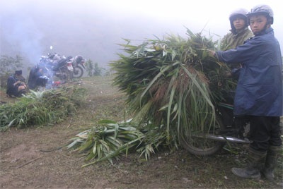 Lào Cai: Sa Pa xuất hiện băng tuyết nhẹ - 1 Lào Cai: Sa Pa xuất hiện băng tuyết nhẹ - 1