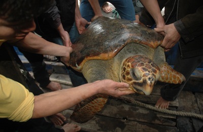 Ngư dân bắt được con rùa biển nặng hơn 70 kg - 1