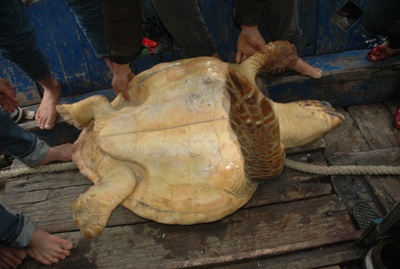 Ngư dân bắt được con rùa biển nặng hơn 70 kg - 4