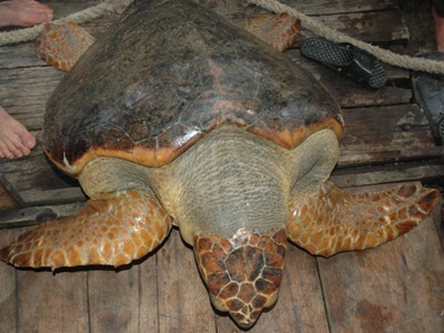 Ngư dân bắt được con rùa biển nặng hơn 70 kg - 3