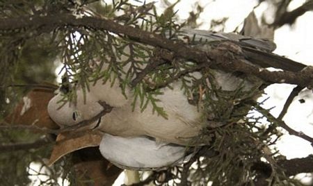 “Mưa chim chết” xuất hiện ở Italia - 1