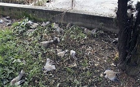 “Mưa chim chết” xuất hiện ở Italia - 2