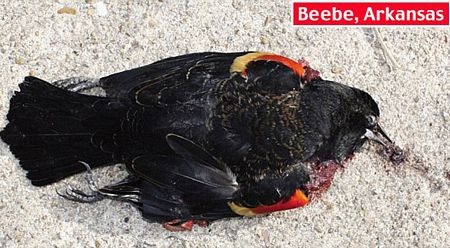 “Mưa chim chết” xuất hiện ở Italia - 4