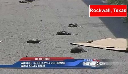 “Mưa chim chết” xuất hiện ở Italia - 5