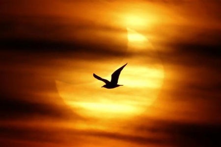 Những hình ảnh ấn tượng tuần qua - 2