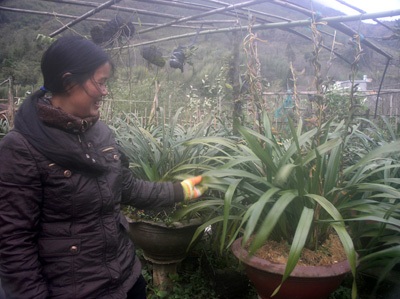 Sa Pa: Hoa địa lan tết không đủ cung cấp cho khách hàng - 1