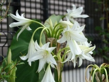 Thảo dược quý giúp tránh xa viêm lộ tuyến cổ tử cung - 1