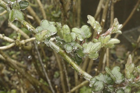 Băng tuyết trên đỉnh Mẫu Sơn - 3