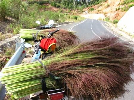 Mùa hái đót cho Tết thêm ấm cúng - 1