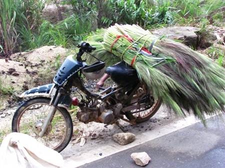 Mùa hái đót cho Tết thêm ấm cúng - 8