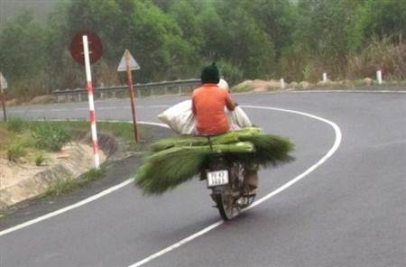 Mùa hái đót cho Tết thêm ấm cúng - 11