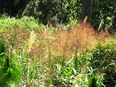 Mùa hái đót cho Tết thêm ấm cúng - 12