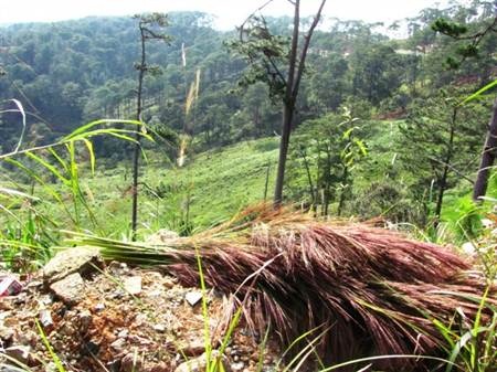 Mùa hái đót cho Tết thêm ấm cúng - 2