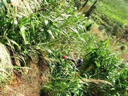 Mùa hái đót cho Tết thêm ấm cúng - 3