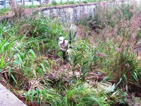 Mùa hái đót cho Tết thêm ấm cúng - 4