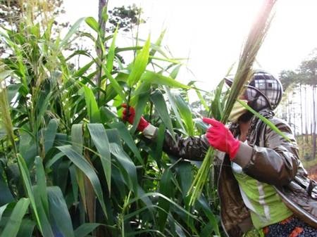 Mùa hái đót cho Tết thêm ấm cúng - 5