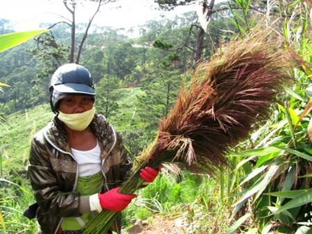 Mùa hái đót cho Tết thêm ấm cúng - 6