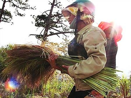 Mùa hái đót cho Tết thêm ấm cúng - 7